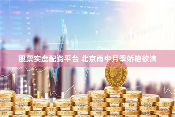 股票实盘配资平台 北京雨中月季娇艳欲滴